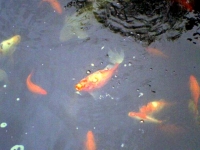 Goldfisch Fridolin