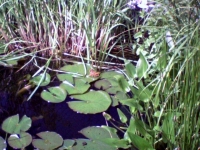Frosch mit  Hechtkraut