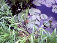 Frosch auf Seerose