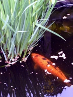Koi Schmatzer 50 cm Lang