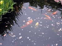 Koi und Orfen beim fuettern