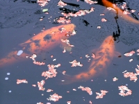 Koi Schmatzer mit Kumpel