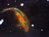 Koi