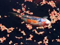 Koi