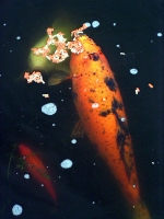 Schmatzer