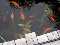 Orfen, Goldfische und Koi