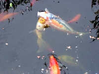 Koi und Schleierschwanz