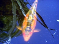 Koi