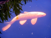 Koi Maennchen