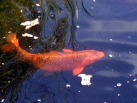 Koi Weibchen