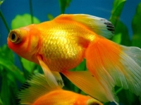 Goldfisch