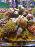 Meerwasseraquarium Interzoo 2012