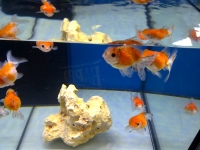 Süsswasseraquarium Interzoo 2012