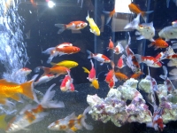 Goldfische