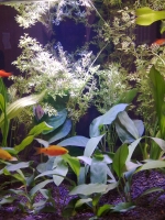 Süsswasseraquarium Interzoo 2012