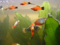 Eigenes Aquarium
