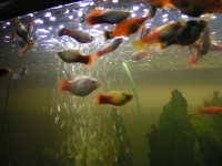 Platy und Schwerttraeger