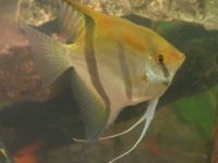 Verschiedene Fischarten für das Süßwasseraquarium